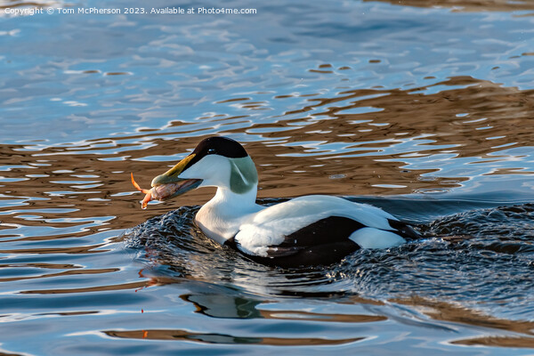 Eider Duck, Male, eating Crab Picture Board by Tom McPherson