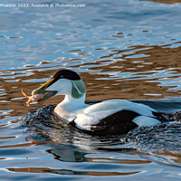 Buy canvas prints of Eider Duck, Male, eating Crab by Tom McPherson