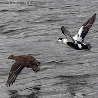 Buy canvas prints of Eiders in Flight by Tom McPherson