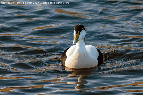Common Eider (Male) Picture Board by Tom McPherson