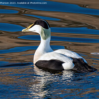 Buy canvas prints of Eider Duck by Tom McPherson