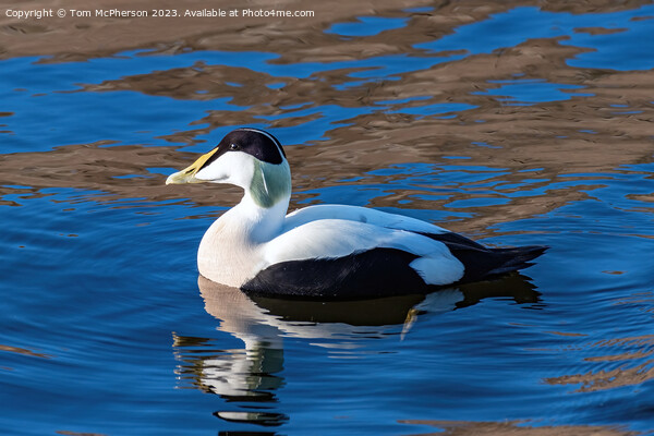 Common Eider Picture Board by Tom McPherson