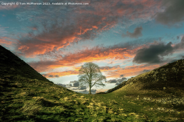 Sycamore Gap Tree Sunset Picture Board by Tom McPherson