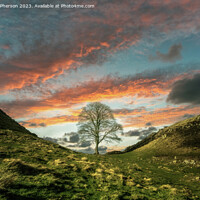 Buy canvas prints of Sycamore Gap Tree Sunset by Tom McPherson
