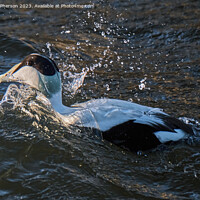 Buy canvas prints of The common eider by Tom McPherson
