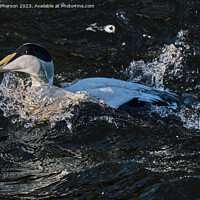 Buy canvas prints of The Common Eider by Tom McPherson