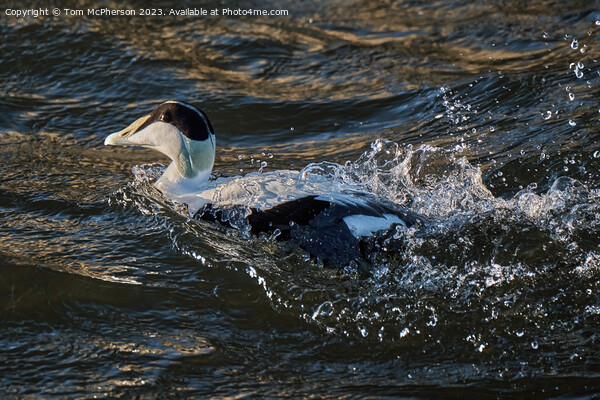 The common eider Picture Board by Tom McPherson