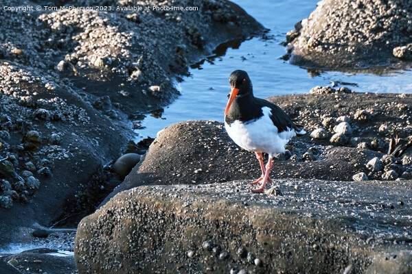 The oystercatcher Picture Board by Tom McPherson