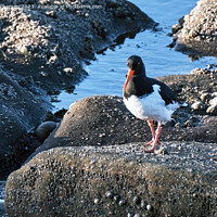 Buy canvas prints of The oystercatcher by Tom McPherson