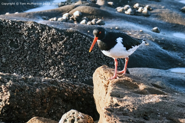 Oystercatcher Picture Board by Tom McPherson