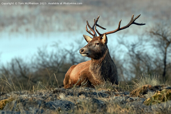 Stag, Cairngorms National Park, Scotland Picture Board by Tom McPherson