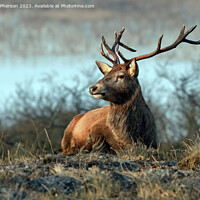 Buy canvas prints of Stag, Cairngorms National Park, Scotland by Tom McPherson