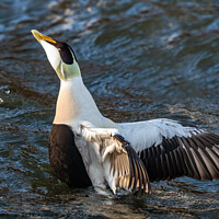 Buy canvas prints of Common Eider Duck by Tom McPherson