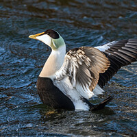 Buy canvas prints of Common Eider by Tom McPherson