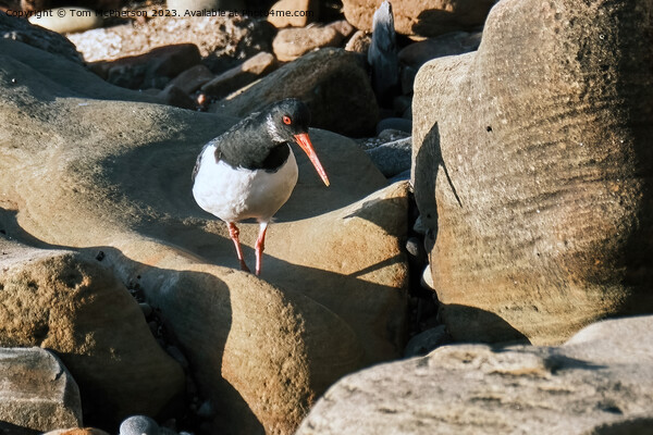 The oystercatcher Picture Board by Tom McPherson