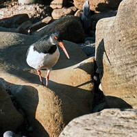 Buy canvas prints of The oystercatcher by Tom McPherson
