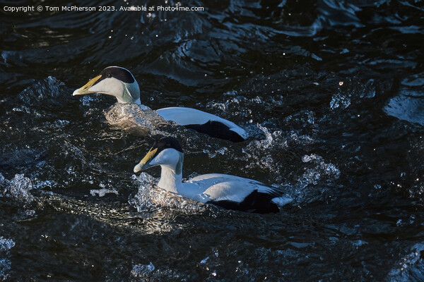The common eider Picture Board by Tom McPherson