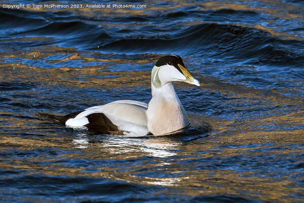 Common Eider Duck Picture Board by Tom McPherson