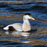 Buy canvas prints of Common Eider Duck by Tom McPherson