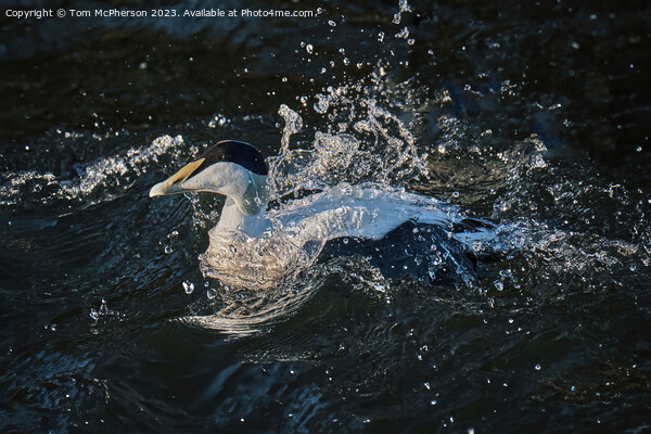The Common Eider Picture Board by Tom McPherson