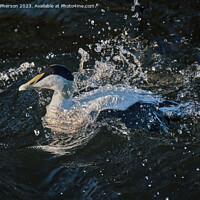 Buy canvas prints of The Common Eider by Tom McPherson
