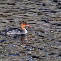 Buy canvas prints of Red-Breasted Merganser  by Tom McPherson