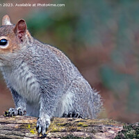 Buy canvas prints of Grey Squirrel by Tom McPherson