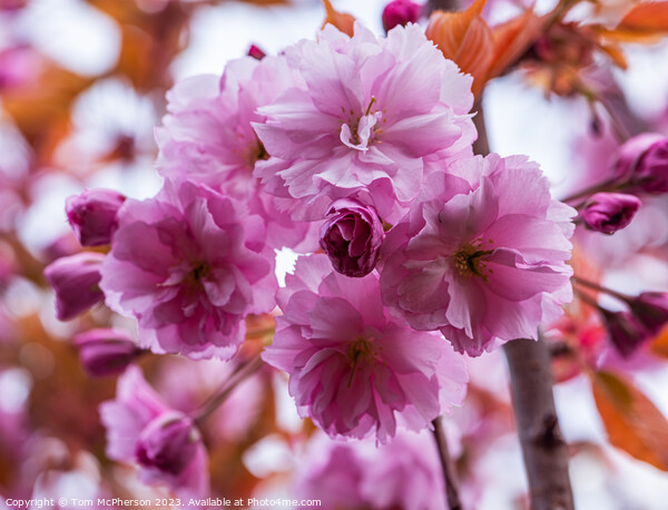 Japanese Flowering Cherry Picture Board by Tom McPherson