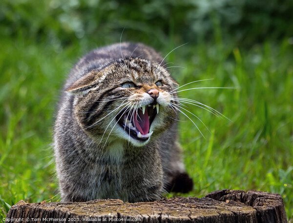 Scottish wildcat Picture Board by Tom McPherson