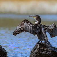 Buy canvas prints of Cormorant drying off  by Tom McPherson