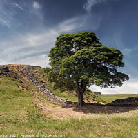 Buy canvas prints of The Famous Sycamore Gap Tree  by Tom McPherson