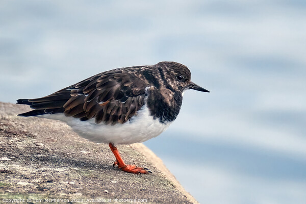 Ruddy Turnstone  Picture Board by Tom McPherson