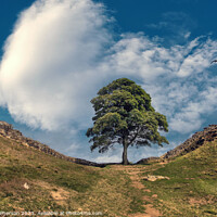 Buy canvas prints of Sycamore Gap (The Robin Hood Tree) by Tom McPherson