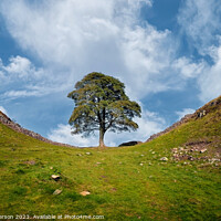 Buy canvas prints of Sycamore Gap Tree by Tom McPherson