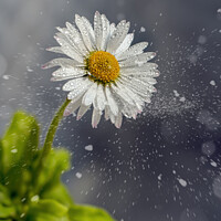 Buy canvas prints of Daisy in the Snow by Tom McPherson