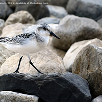 Buy canvas prints of Sanderling by Tom McPherson