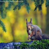 Buy canvas prints of The Red Squirrel by Tom McPherson