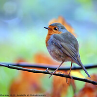 Buy canvas prints of Robin Redbreast by Tom McPherson