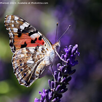 Buy canvas prints of Painted lady by Tom McPherson