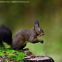 Buy canvas prints of The red squirrel by Tom McPherson