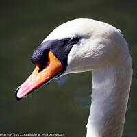 Buy canvas prints of Mute Swan by Tom McPherson
