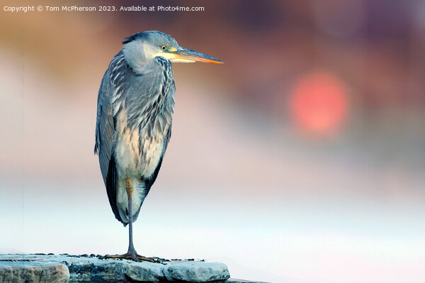 Grey Heron Picture Board by Tom McPherson