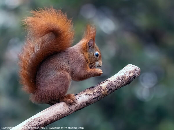 The Red Squirrel Picture Board by Tom McPherson