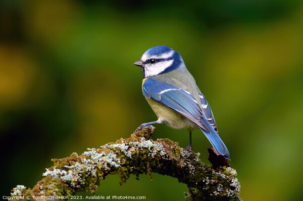 The Eurasian blue tit  Picture Board by Tom McPherson