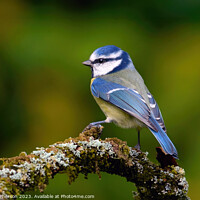 Buy canvas prints of The Eurasian blue tit  by Tom McPherson