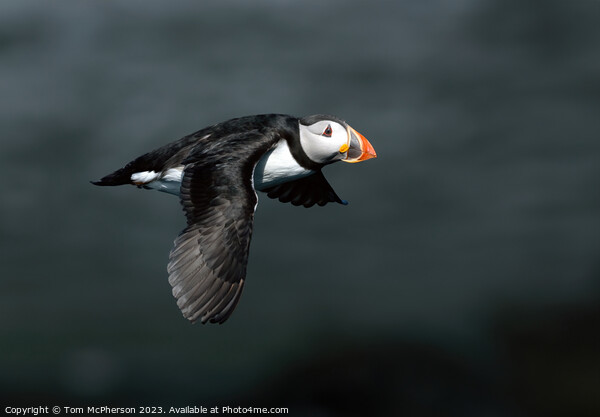Puffin in Flight Picture Board by Tom McPherson