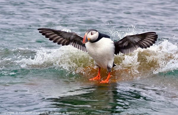 Puffin Picture Board by Tom McPherson