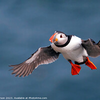 Buy canvas prints of Puffin in Flight by Tom McPherson