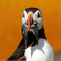 Buy canvas prints of Puffin by Tom McPherson