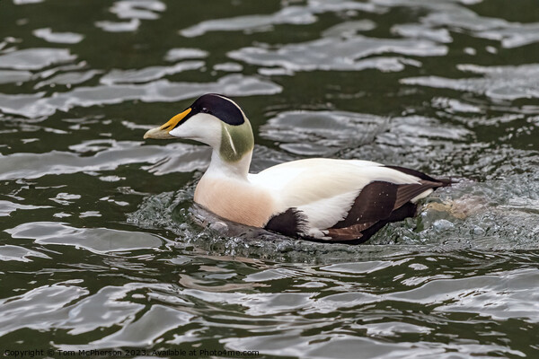 The Common Eider Picture Board by Tom McPherson